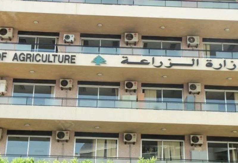 فحوص مطمئنة لزيت الزيتون في الجنوب.. ووزارة الزراعة تدعو إلى دعم الإنتاج المحلي